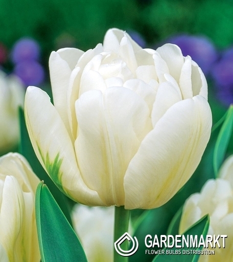 Gefüllte Tulpe Up White 5 St.