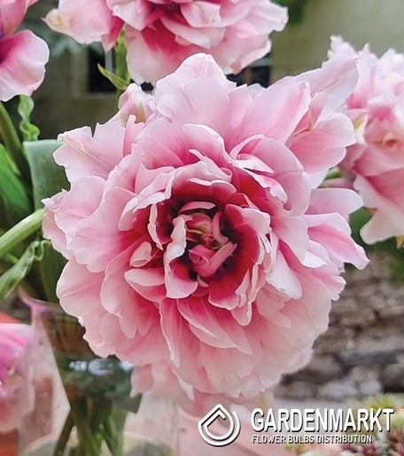 Gefüllte Tulpe Magic Sensation 5 St.