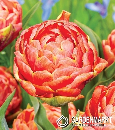 Gefüllte Tulpe Orange Flavour 5 St.