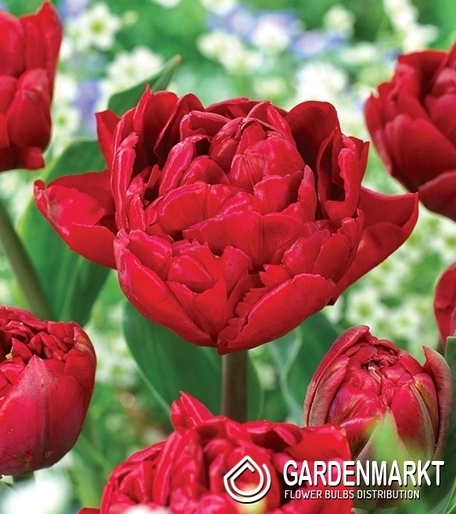 Gefüllte Tulpe Salcido 5 St.