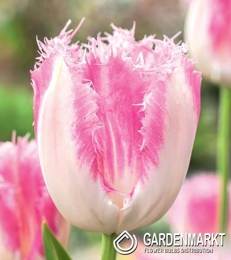 Gefranste Tulpe Huis Ten Bosch 5 St.