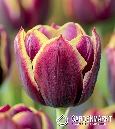 Triumph-Tulpe Maiburg 5 St.