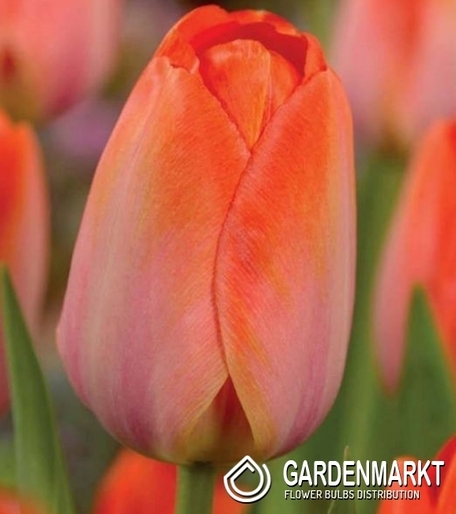Darwin-Hybrid-Tulpe Orange Van Eijk 5 St.
