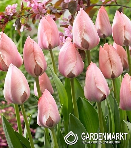 Darwin-Hybrid-Tulpe Salmon Van Eijk 5 St.