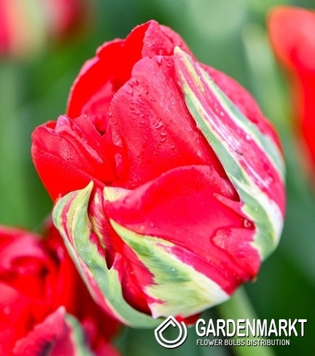 Triumph-Tulpe Ile D'amour 5 St.