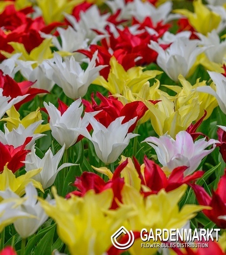 Lilienblütige Tulpe Tres Chic Festival 5 St.