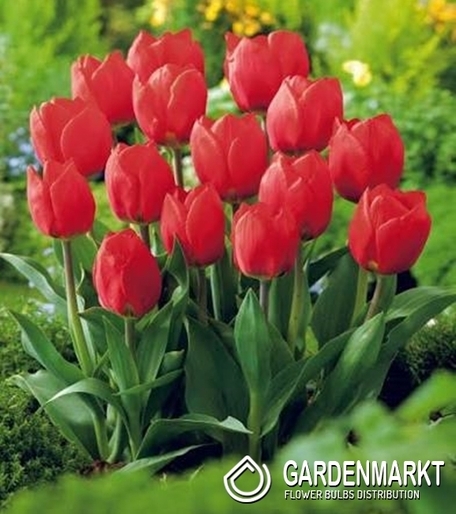 Fosteriana-Tulpe Red Purissima 5 St.