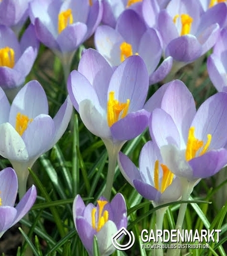 Frühlings-Krokus Rudy Light 10 St.