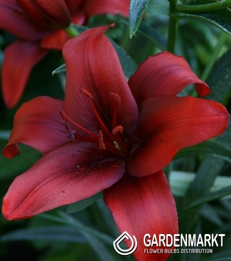 Asiatische Lilie Rapid Red 1 St.