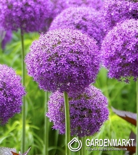 Allium - Zierlauch Round'n Purple 1 St.
