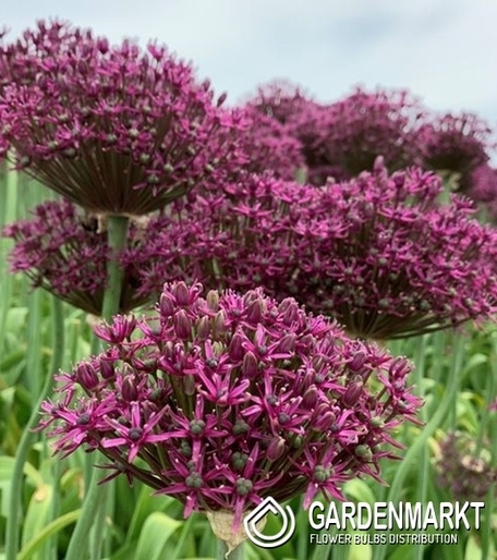 Allium - Zierlauch Venus 5 St.