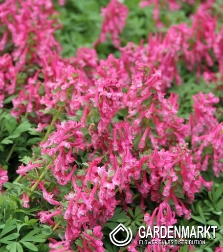 Corydalis – Lerchensporn Solida 5 St.