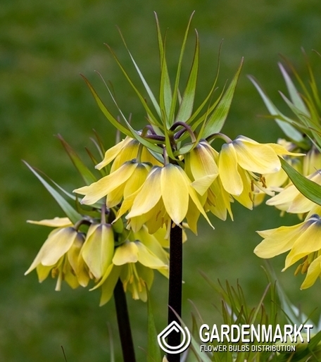 Fritillaria – Kaiserkrone Early Sensation 1 St.