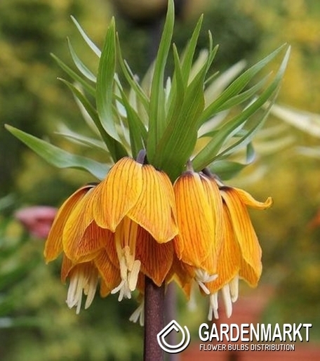 Fritillaria – Kaiserkrone Dynamic Beauty 1 St.