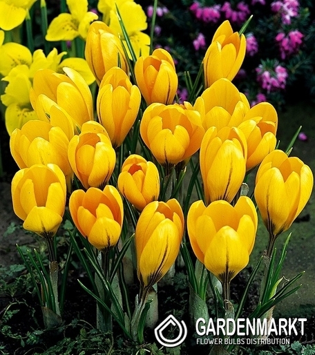 Großblumiger Krokus Golden Yellow 10 St.