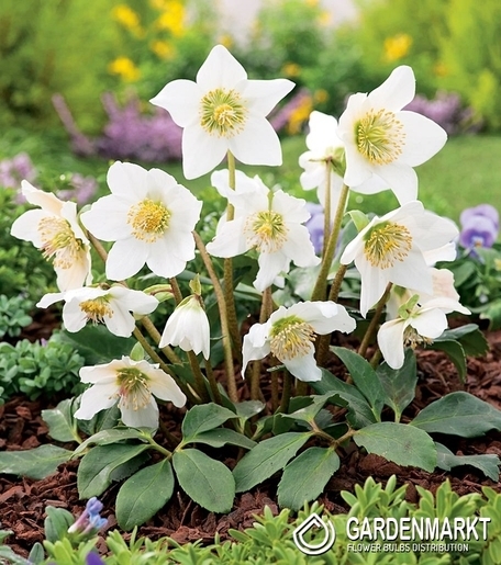 Helleborus – Christrose White Pflanze im P9-Topf