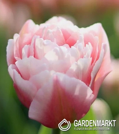Tulpe Gefüllte Dreamer 5 St.