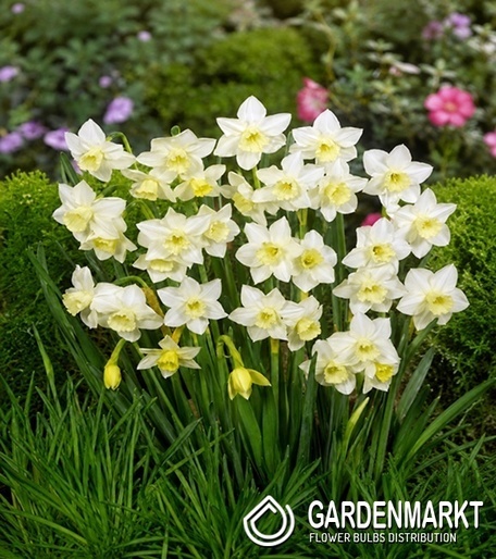 Narcissi Botanische Pueblo 5 St.