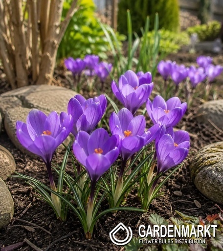 Großblumiger Krokus Charente 10 St.