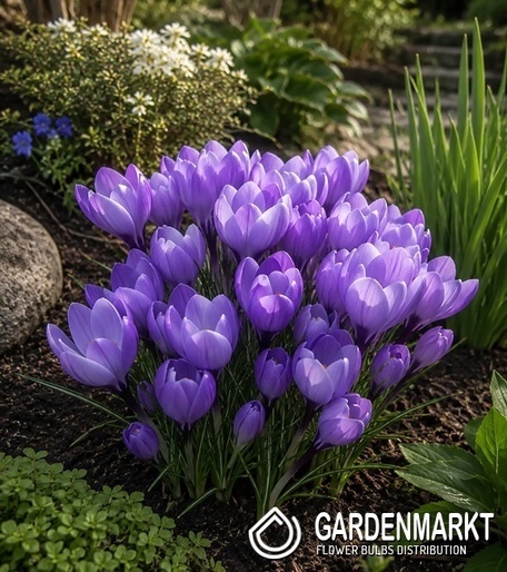Großblumiger Krokus Rio Grande 10 St.