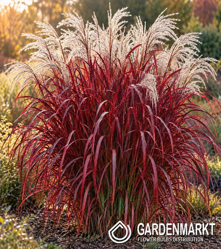 Chinaschilf - Miscanthus sin. Lady In Red 1 St.