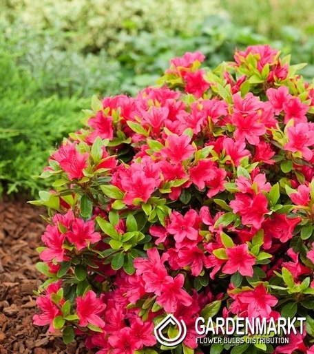 Azalea Azalee Geisha Red 1 St.