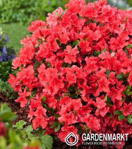 Azalea Azalee Geisha Orange 1 St.