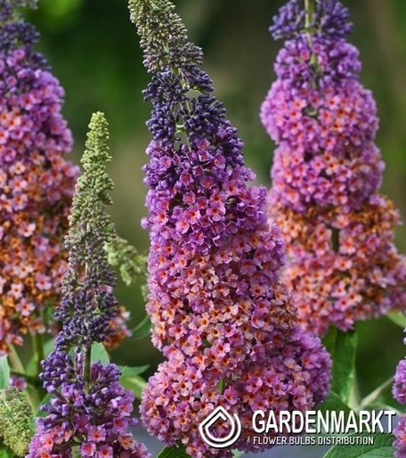 Schmetterlingsflieder - Buddleja Flower Power 1 St.