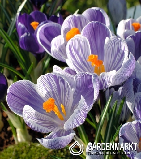 Großblumiger Krokus Imperial Purple 10 St.