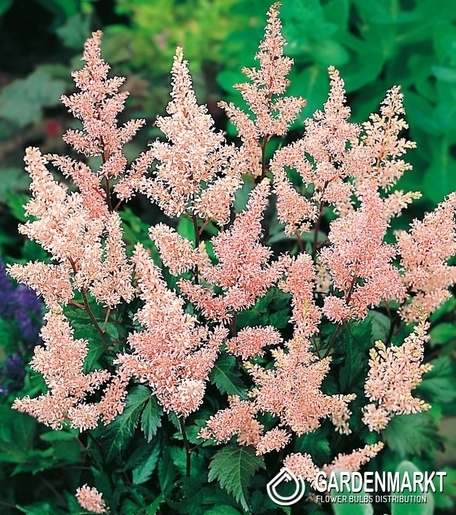 Astilbe-Prachtspiere Peach Blossom 1 St.