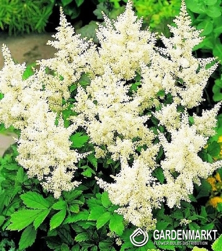 Astilbe-Prachtspiere Deutschland 1 St.