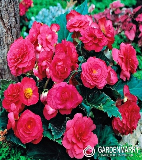Begonie Multiflora Rosa 1 St.