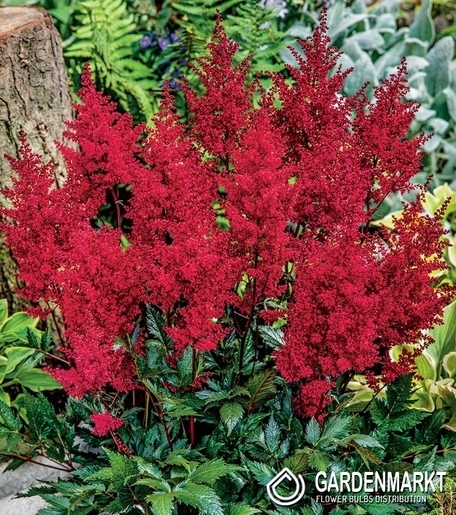Astilbe-Prachtspiere Else Schluck 1 St.