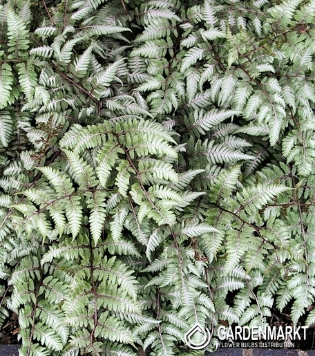 Anthyrium Niponicum Farn Ursula's Red 1 St.