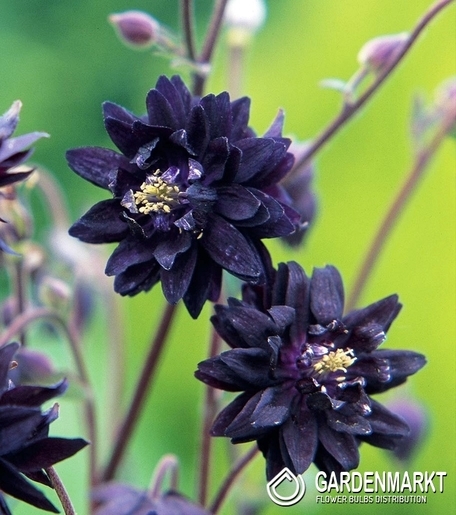 Aquilegia Gefüllte Akelei Schwarz 1 St.