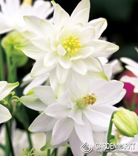 Aquilegia Gefüllte Akelei Weiß 1 St.