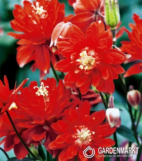 Aquilegia Gefüllte Akelei Rot 1 St.