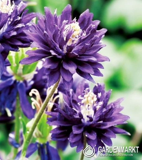Aquilegia Gefüllte Akelei Blau 1 St.