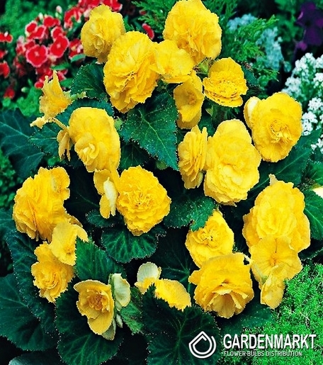 Begonie Multiflora Gelb 1 St.