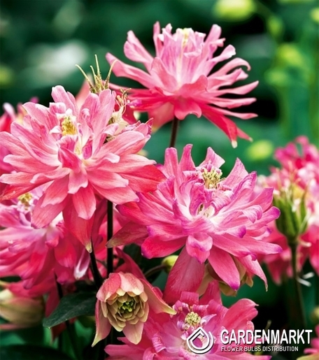Aquilegia Gefüllte Akelei Rosa 1 St.