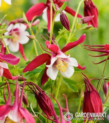 Aquilegia Single Crimson Star 1 st.