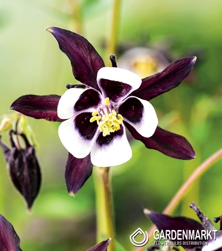 Aquilegia Single William Guiness 1 st.