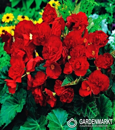 Begonie Multiflora Rot 1 St.