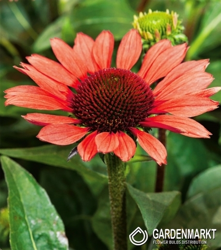 Echinacea Sonnenhut Red Magnus 1 St.