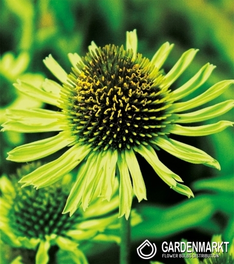 Echinacea Sonnenhut Green Jewel 1 St.