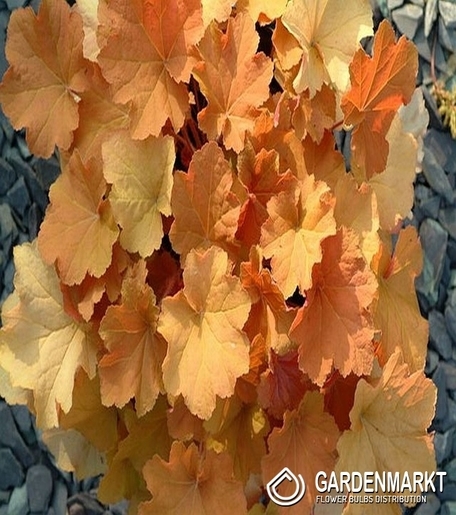 Heuchera-Purpurglöckchen Cappuccino 1 St.