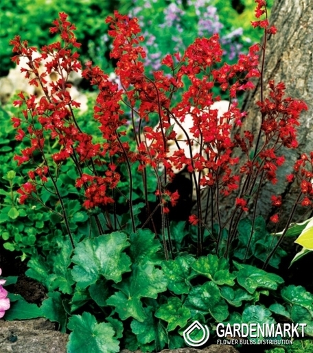 Heuchera-Purpurglöckchen Sanguinea 1 St.
