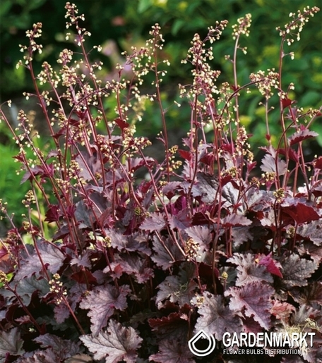 Heuchera-Purpurglöckchen Purple Palace 1 St.