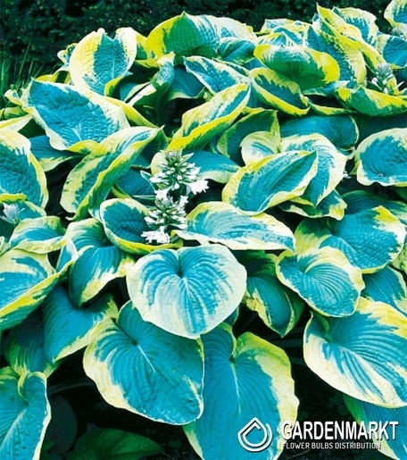 Hosta-Funkia Francess Williams 1 St.