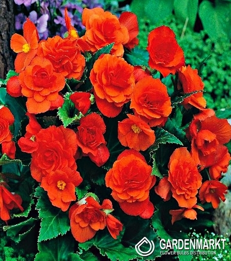 Begonie Multiflora Orange 1 St.